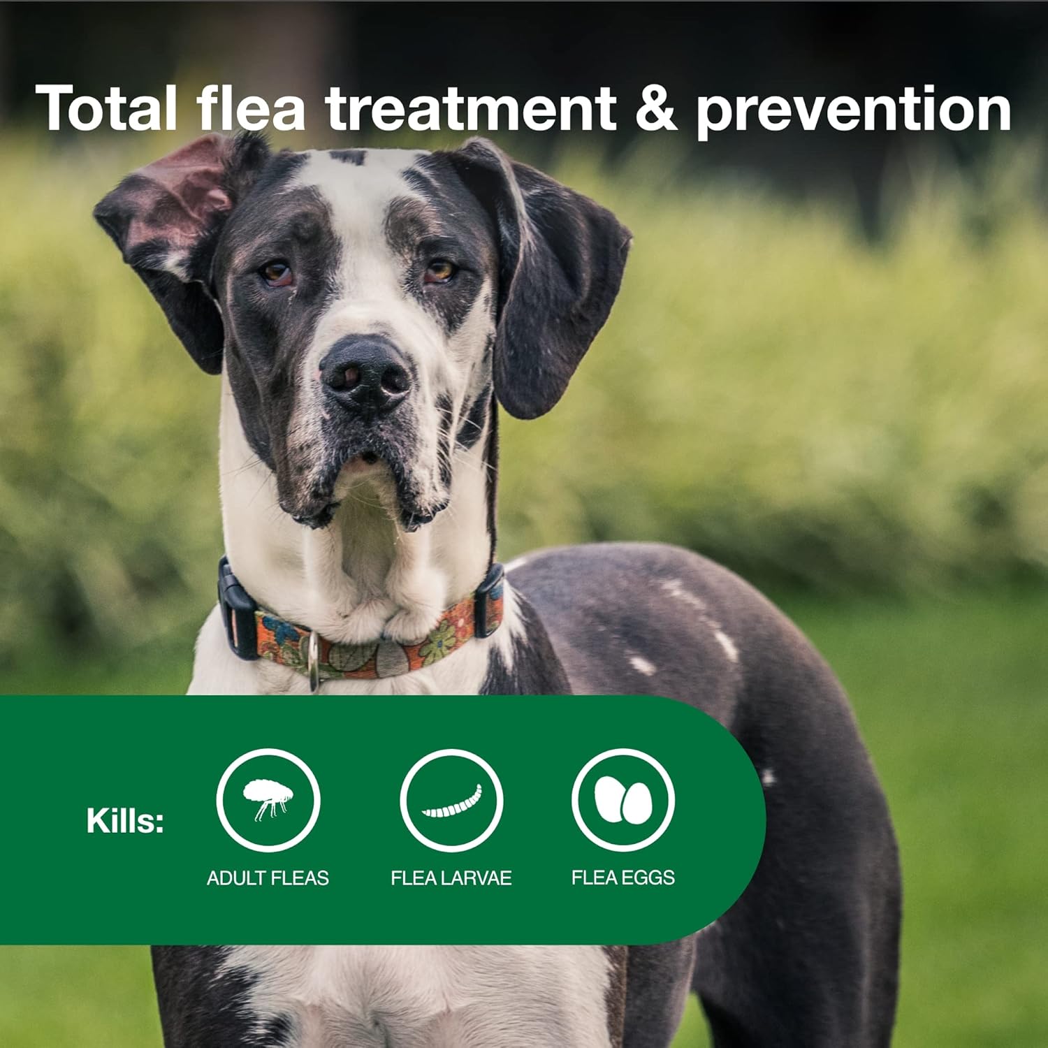Advantage II Extra Large Dog Flea Treatment | Over 55 lbs | 6-Month Supply - Hamxi