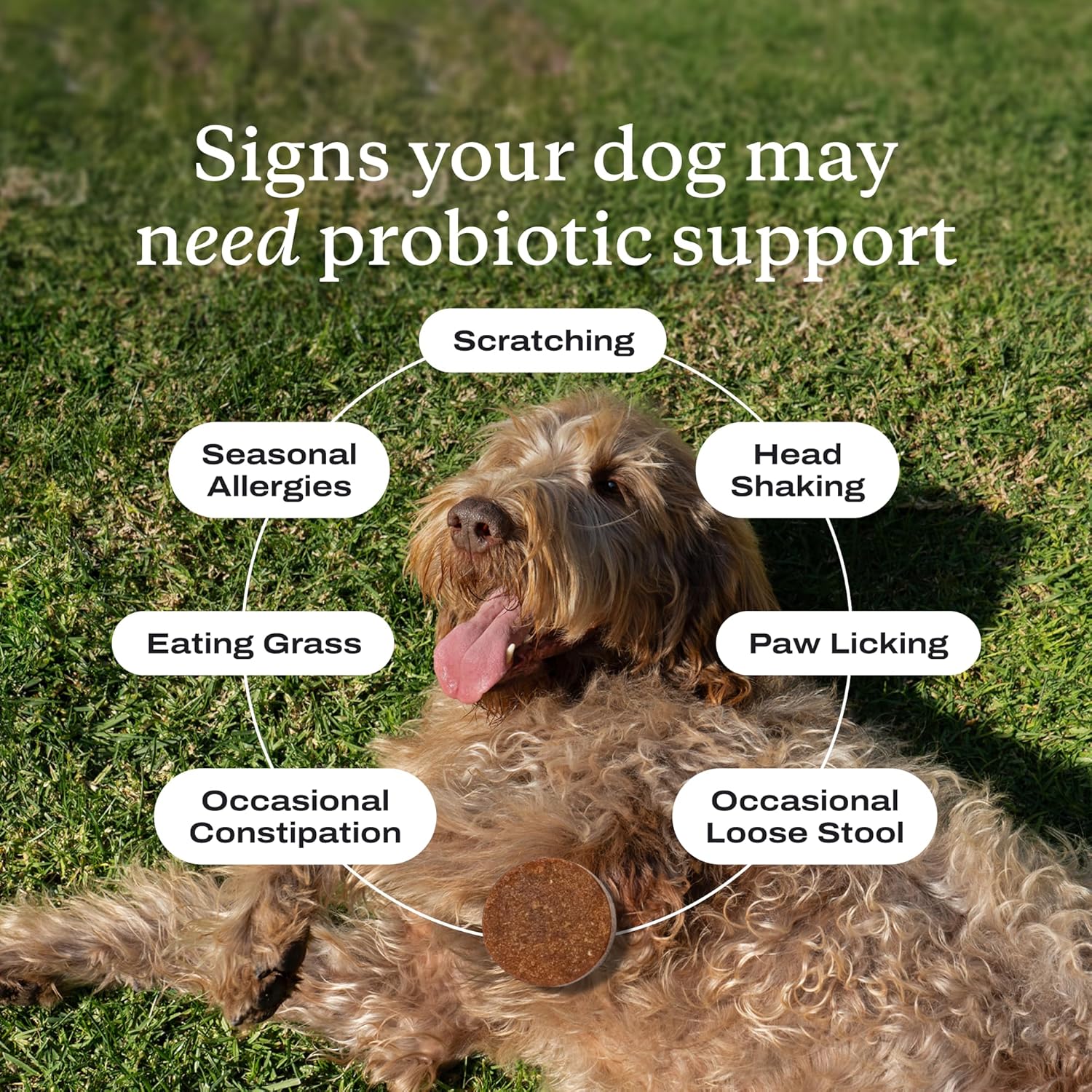 PetLab Co. Probiotics for Dogs | 30 Soft Chews | Gut Health Support | Pork Flavor - Hamxi